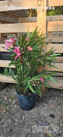 Олеандър , снимка 2 - Градински цветя и растения - 50764529