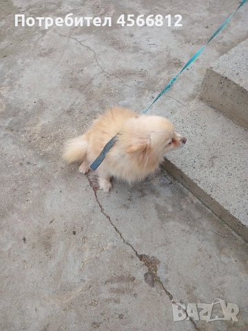 Немски шпиц , снимка 4 - Немски шпиц - 51460822