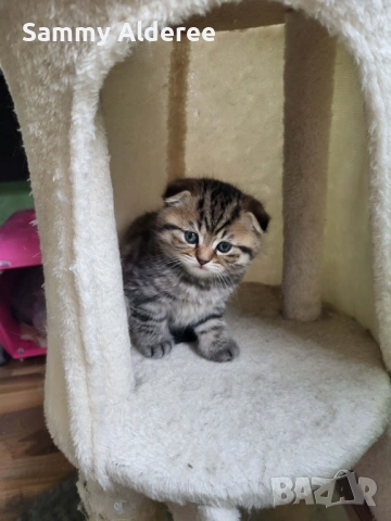 Британски, шотландски котета пухчета, снимка 9 - Британска късокосместа - 53852203