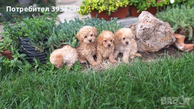 Пудел той пуделчета , снимка 9 - Пудели - 51947182