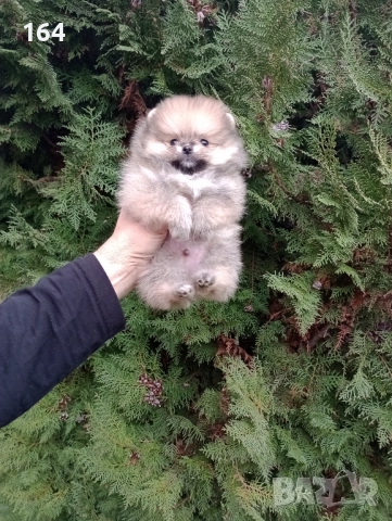 Померан. Миниатюрно мини момченце. Реални снимки!, снимка 7 - Померан - 52809073