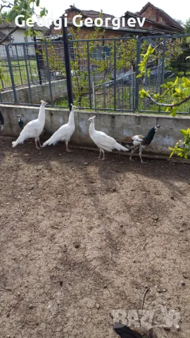 Пауни - Бял и Арлекин, снимка 4 - други­ - 49854186