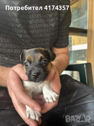 Джак ръсел териер , снимка 9 - Джак ръсел териер - 52822970