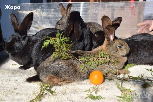 Зайци за разплод, снимка 17 - Други животни - 53611714