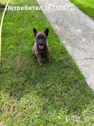 Белгийска овчарка милиноа, снимка 10 - Белгийска овчарка - 51667075