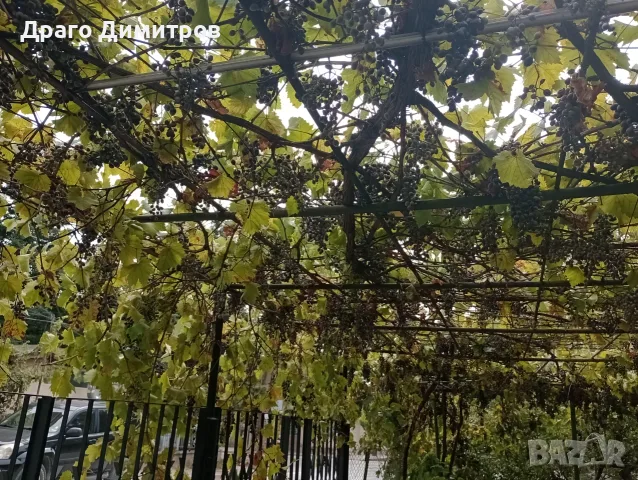 Продавам тъмно грозде,подходящо само за червено вино,обирате го цялото по асмите за 30  всичкото., снимка 10 - Домашни продукти - 56129807