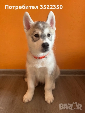 Бебета порода сибирско хъски , снимка 4 - Хъски - 53287534