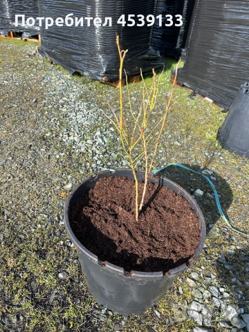 Боровинки сорт ЧАНДЛЪР  4 годишни, снимка 2 - Разсади - 53579039