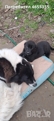 Каракачанка/ лабрадор, снимка 3 - Каракачанска овчарка - 52467039