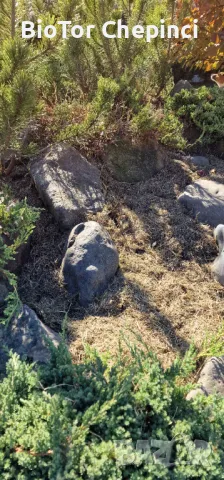 Компост от Прегоряла Трева-Рай Грас 50л чували, снимка 11 - Тор и почвени смеси - 47847251