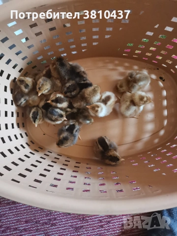 продавам оплодени яйца от Легбар, снимка 8 - други­ - 53182765