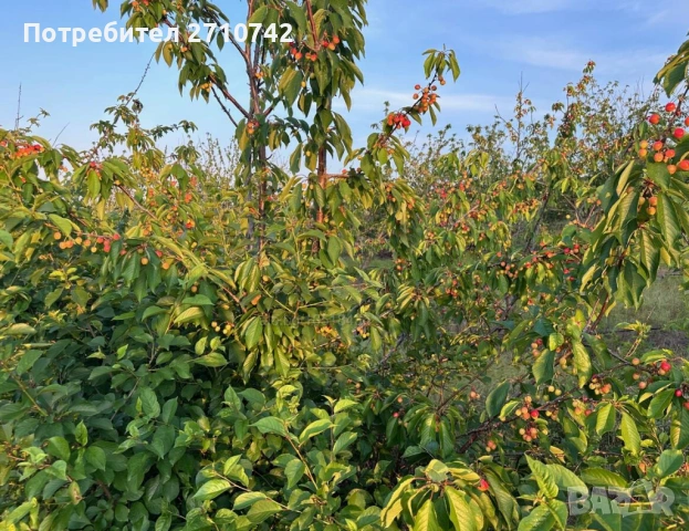 Продавам Овощна Градина - 116дка, череши , снимка 2 - Земеделска земя - 53684403
