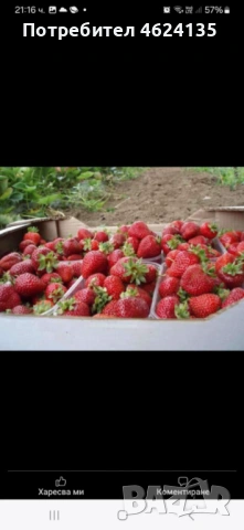 Продавам расад ягоди и малини, снимка 6 - Сортови семена и луковици - 53573340
