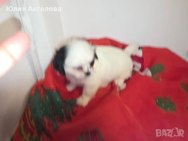 Японски хинчета, снимка 3 - Акита ину - 56170524