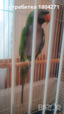 Китайски Александър , снимка 5 - Папагали - 53558096