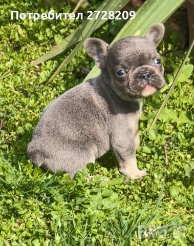 Френски булдог Блу Тан/French Bulldog Blue Tan , снимка 9 - Френски булдог - 53684413