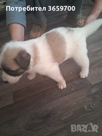 каракачански кученца, снимка 8 - Други - 52433043