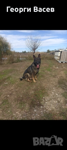 Немска овчарка 