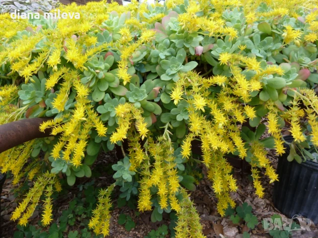 Седум палмери, Sedum palmeri, студоустойчив , снимка 7 - Градински цветя и растения - 53251451