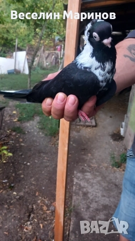 продавам    шуменски  гьлаби  нов  модел   25год,