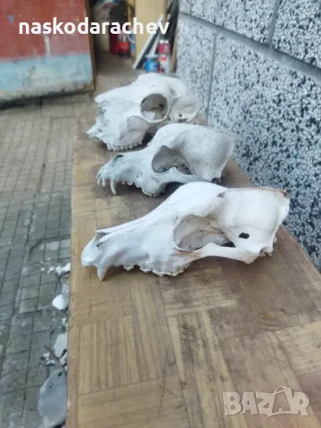 Череп, черепи за декорация, снимка 15 - Декорация за дома - 39432640