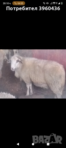 продавам коч и агнета , снимка 3 - Овце - 52878904