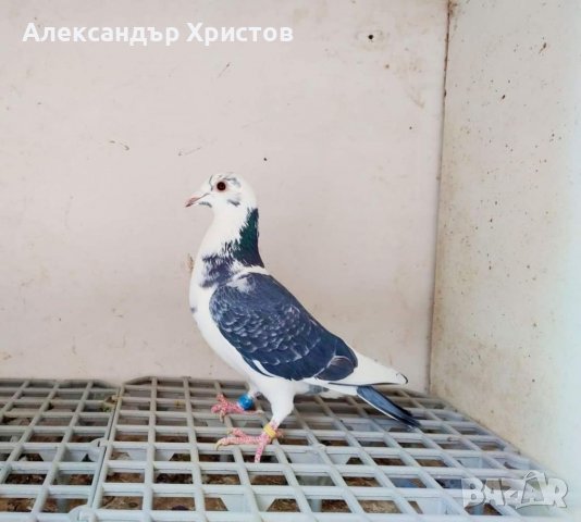 Спортни гълъби , снимка 9 - Гълъби - 30973040