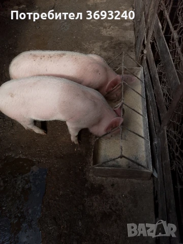 Продавам малки прасета 
