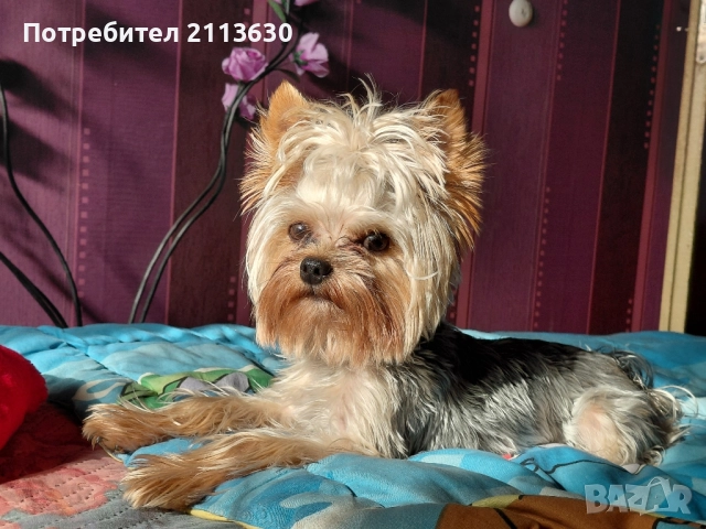 йорки мъжко - търсим женско за потомство
