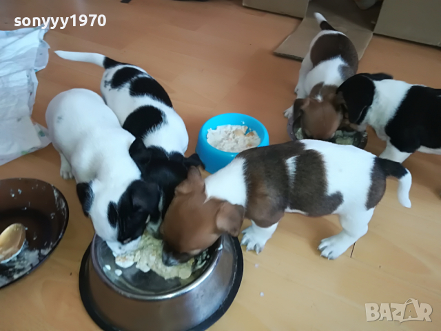 ДЖАК МЪЖКО ЖЕНСКО СЛАДКО КУЧЕНЦЕ 2903221133, снимка 9 - Джак ръсел териер - 36267106