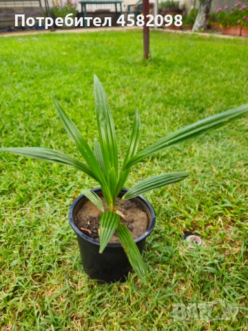 Студоустойчиви палми, снимка 5 - Градински цветя и растения - 51567070