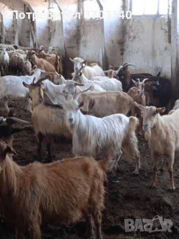 Продавам ярета, пръчове и кози, снимка 2 - Кози - 51114504