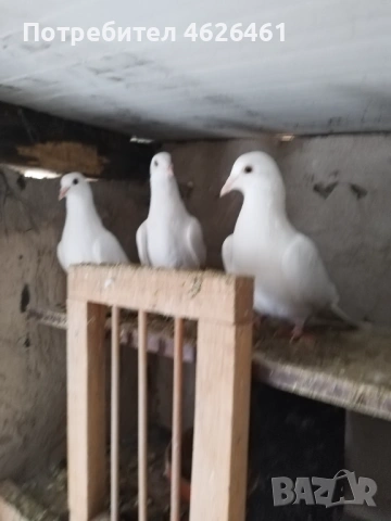Пощенски, снимка 4 - Гълъби - 53399498