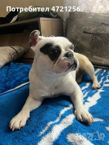 Продавам Френски булдог 