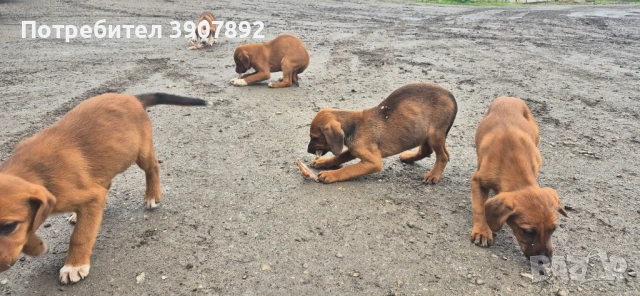 Трицветни гончета, снимка 5 - Гонче - 52921636