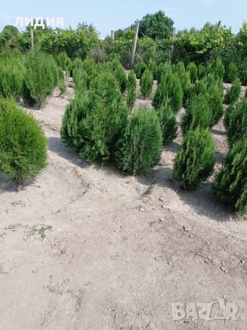 Източна туя , вечнозелена, снимка 6 - Градински цветя и растения - 39556021