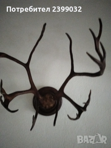 Продавам,красиви рога,готови за декорация, снимка 2 - Други - 53093819