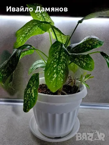 Стайно цвете / цвете Дифенбахия (Dieffenbachia)