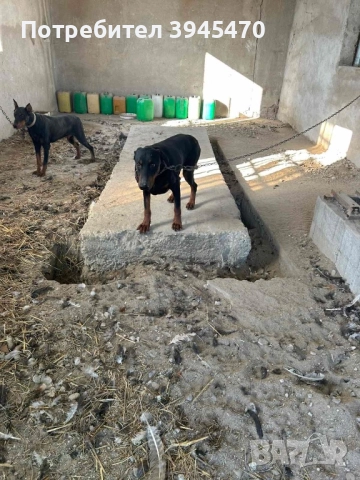 Малки добермани, снимка 4 - Доберман - 52584597