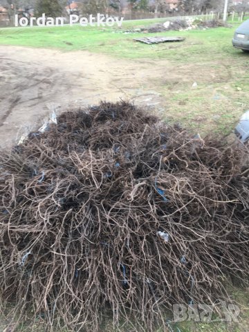 Орехови фиданки, снимка 12 - Разсади - 31385115