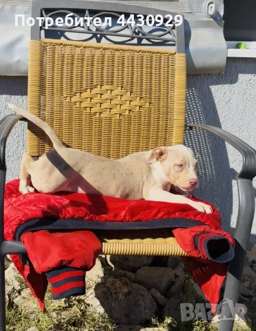 American Bully XL, снимка 3 - Американски стафордширски териер - 56359868