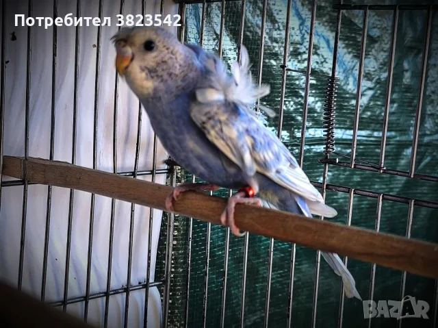 Вълнист папагал "Hagoromo", снимка 2 - Папагали - 56163272