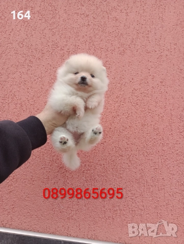 Померани. Момичета , снимка 4 - Померан - 52885415