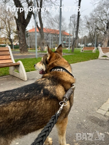 ЧЕХОСЛОВАШКИ ВЪЛЧАК, снимка 5 - Други - 53194940