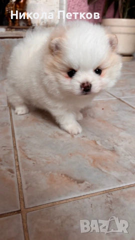 Померан мини , снимка 8 - Померан - 53099625