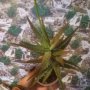 Рядък вид алое, снимка 1 - Стайни растения - 42214509