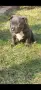 Американско були покет  American bully , снимка 3