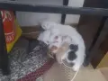 Котенца на 2,5 месеца, снимка 4