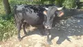 Продавам едно мъжко и едно женско теле , снимка 1