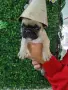Френски булдог french bulldog , снимка 4